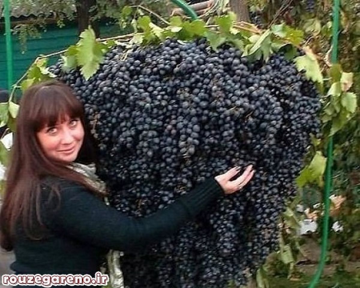 پربار ترین درخت انگور جهان/عکس