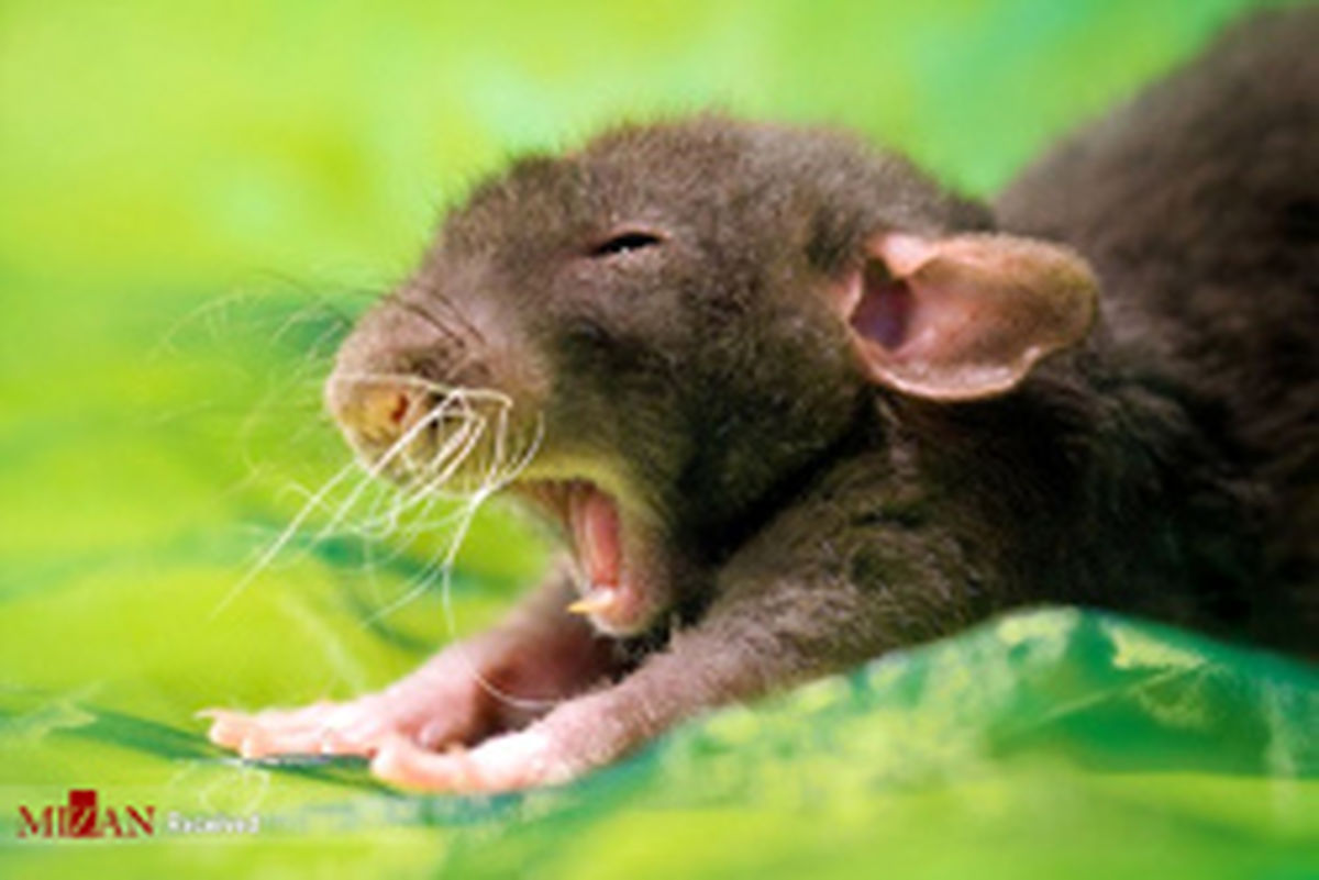 وجود موش در محلات خود را گزارش دهید