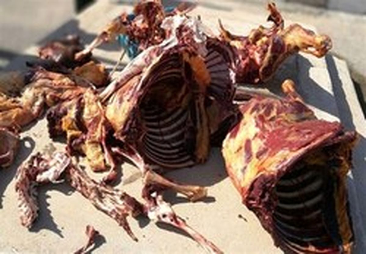 ماجرای عرضه گوشت الاغ در بازار