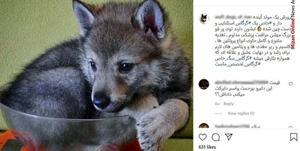 فروش توله‌ گرگ‌های ۱۰ میلیون تومانی به بچه پولدارهای تهرانی +عکس