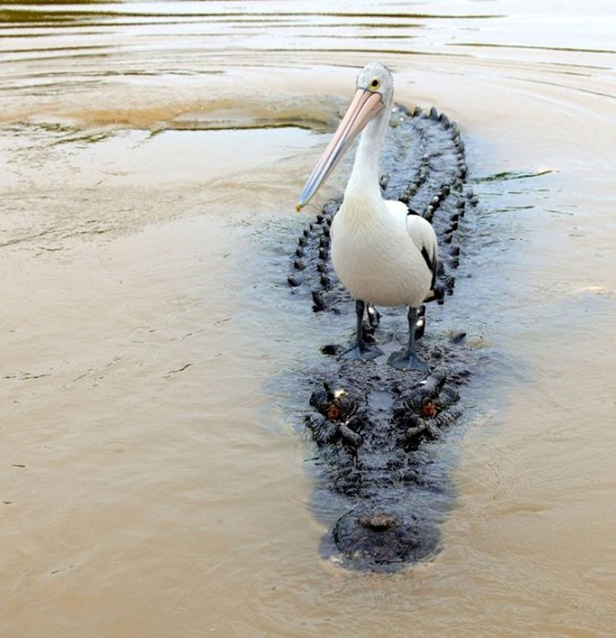 سواری مجانی!/عکس