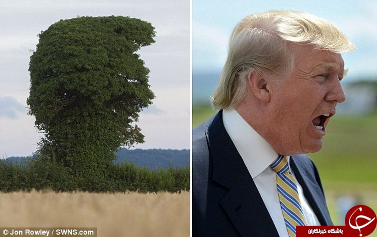 این درخت شما را یاد چه کسی میاندازد؟ +تصاویر