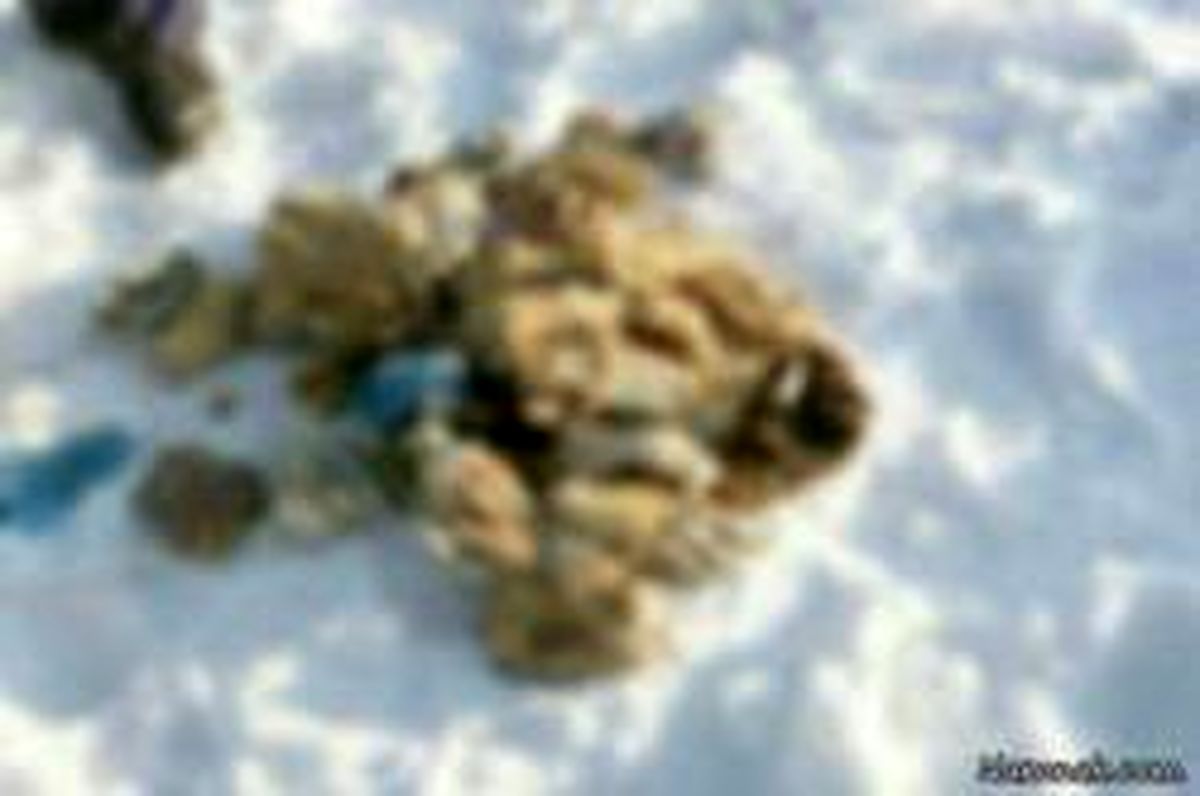 کشف جنجالی ۵۴ دست قطع شده انسان میان برف! +تصاویر