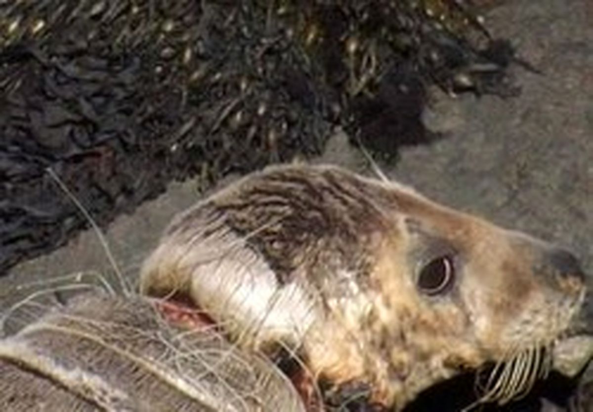 فک گرفتار در تور ماهیگیری در سواحل ولز +تصاویر