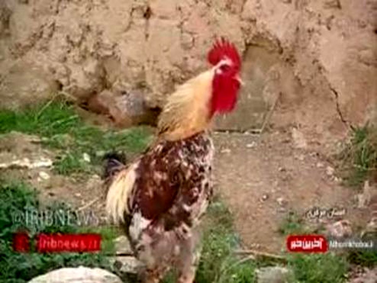 ماجرای عکسی که فضای مجازی را تسخیر کرد +فیلم