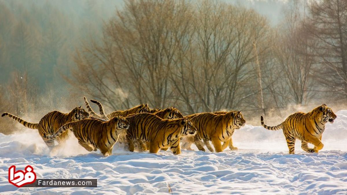 تصاویر: مناظر سحرانگیز برفی