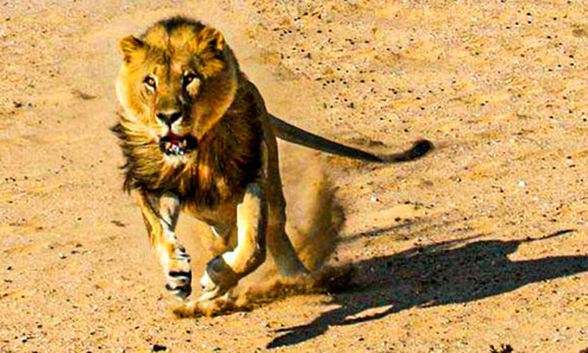 حملات وحشتناک شیر خشمگین به یک مرد +فیلم