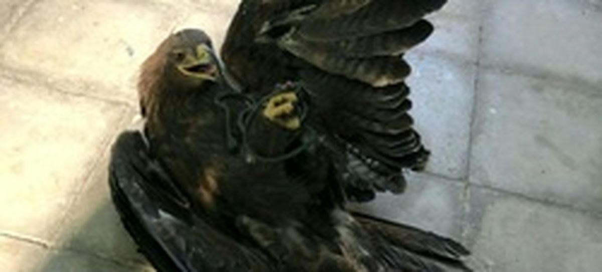 ضبط عقاب نادر و گرانقیمت از قاچاقچیان +عکس