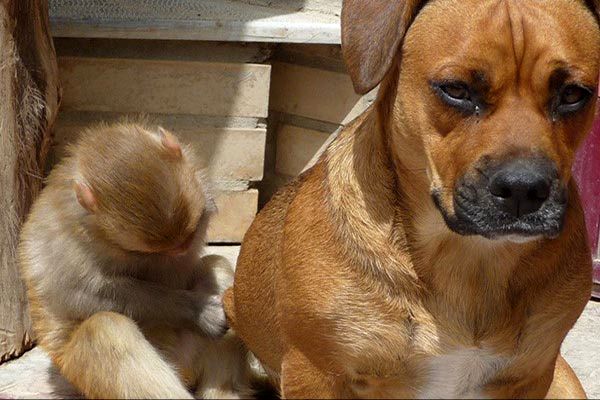 حمایت سگ از بچه میمون/عکس