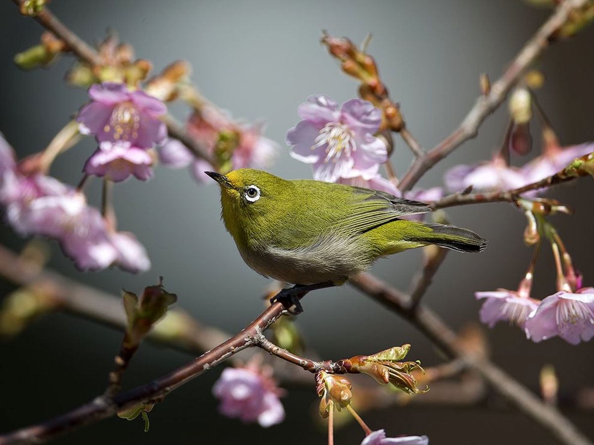 پرنده ی چشم سفید ژاپنی/عکس