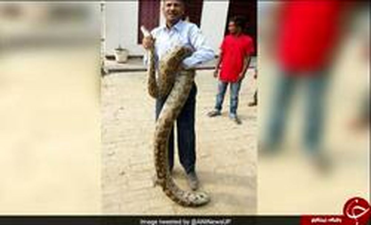 شکار مار پیتون غول پیکر توسط استاد دانشگاه! +عکس