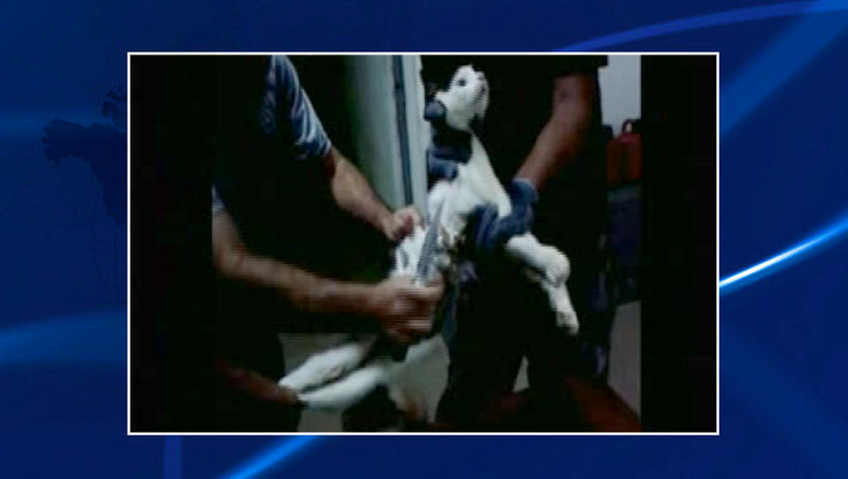 گربه‌ای که همدست‌‎زندانیان بود!/عکس