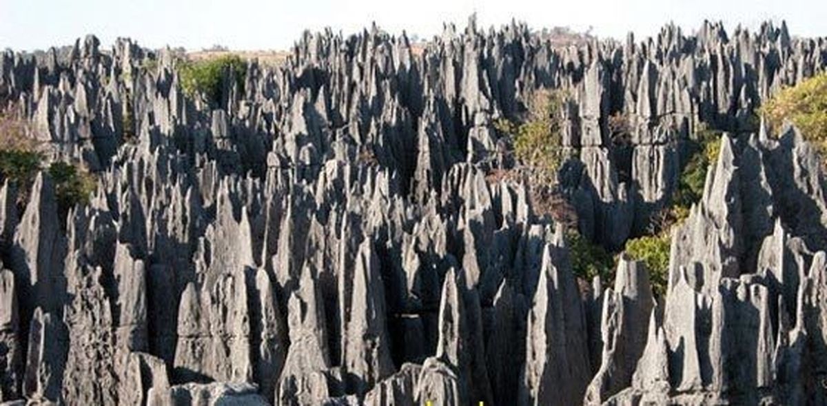 جنگل سنگی در چین/ تصاویر