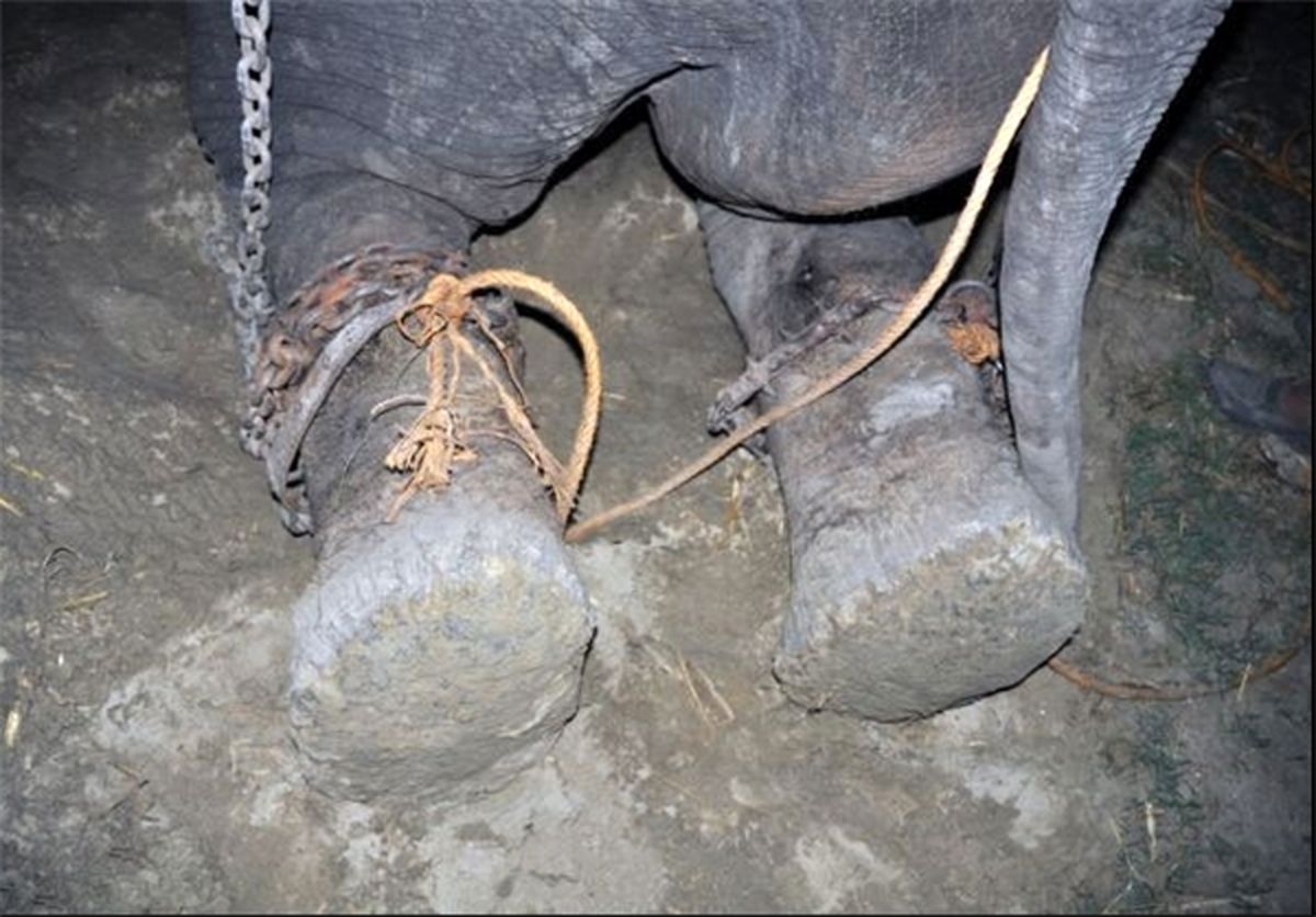 اشک شادی فیل پس از رهایی/تصاویر