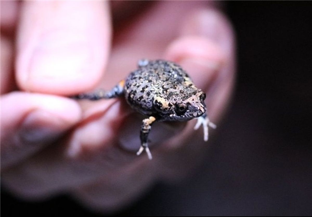 قورباغه مجهز به چراغ LED  +عکس