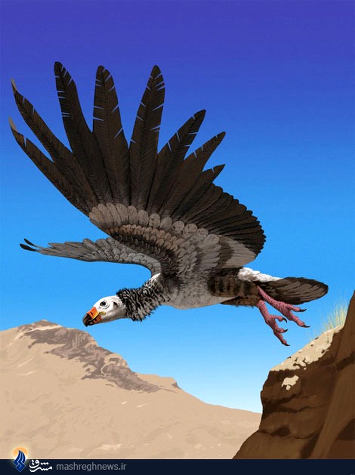 عکس/ لاشخور!