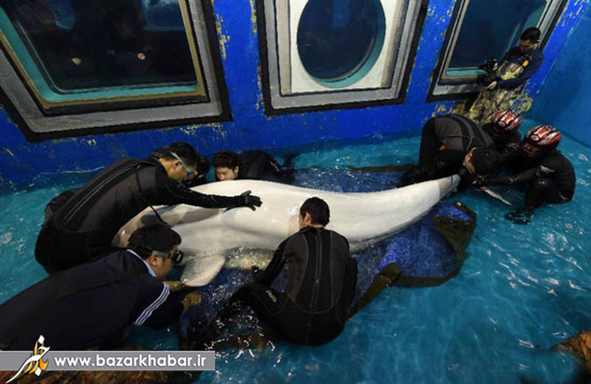 عمل جراحی ماهی خاویار در چین/عکس