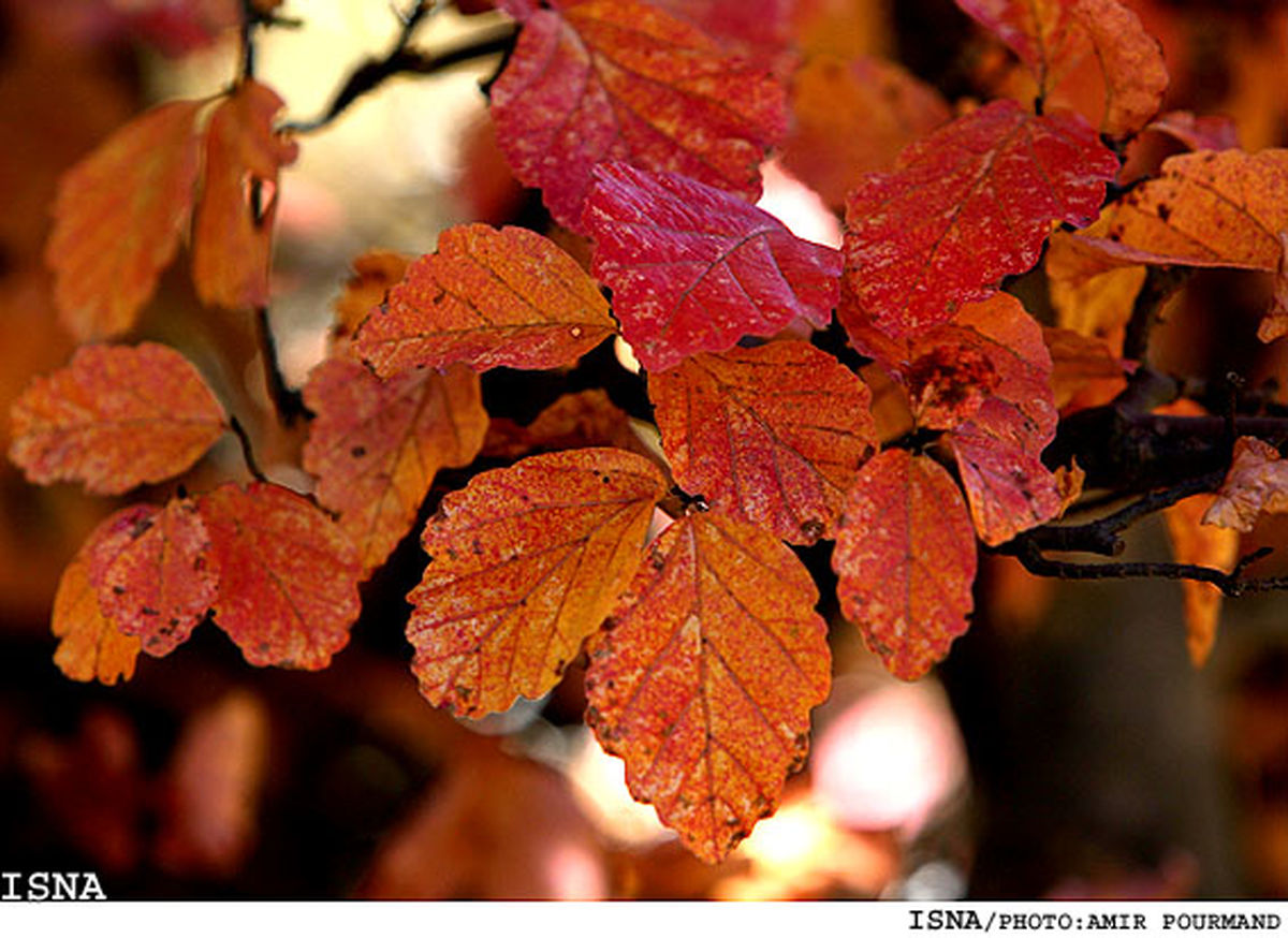 جنگل های استان مازندران