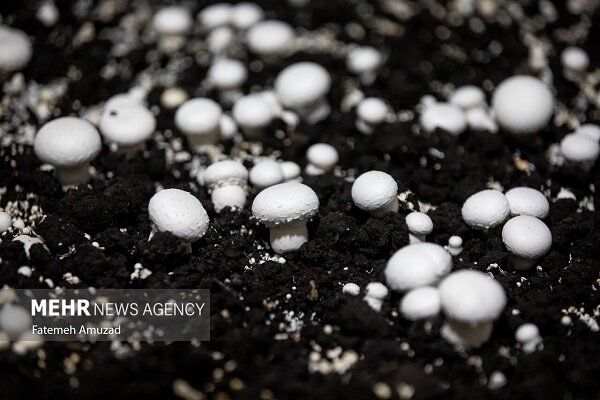 قیمت انواع قارچ در تهران اعلام شد