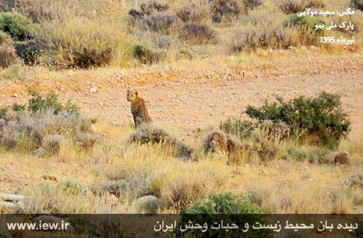 تصویر برداری از پلنگ ایرانی در پارک ملی بمو +عکس