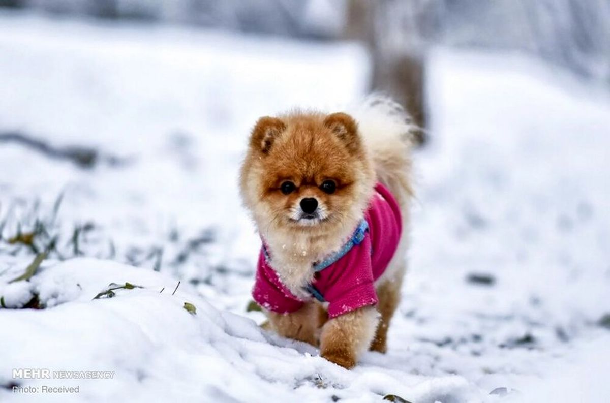 تصاویر: بارش برف در چین‎