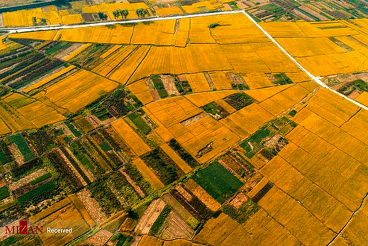 تصاویر هوایی از مزارع برنج