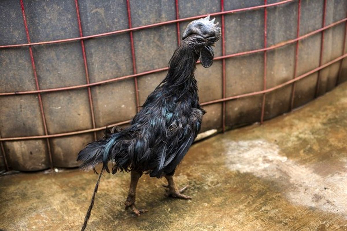 خروس عجیب برای تشریفات مذهبی +تصاویر