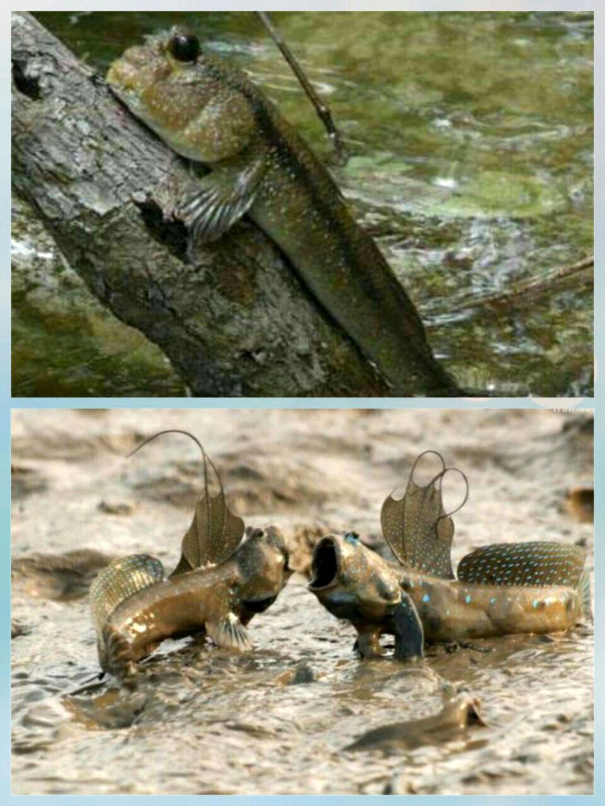 عکس: ماهی عجیبی که روی تنه درخت زندگی می‌کند!