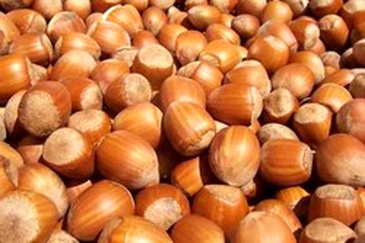 فندق ، خوراکی معجزه آسا برای سلامتی