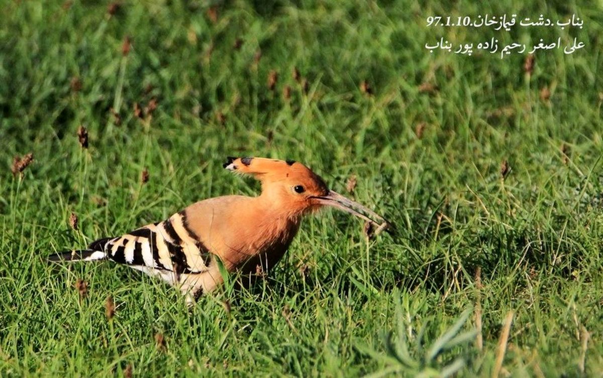 از غاز پیشانی سفید تا جغد شاخدار در ارومیه +تصاویر