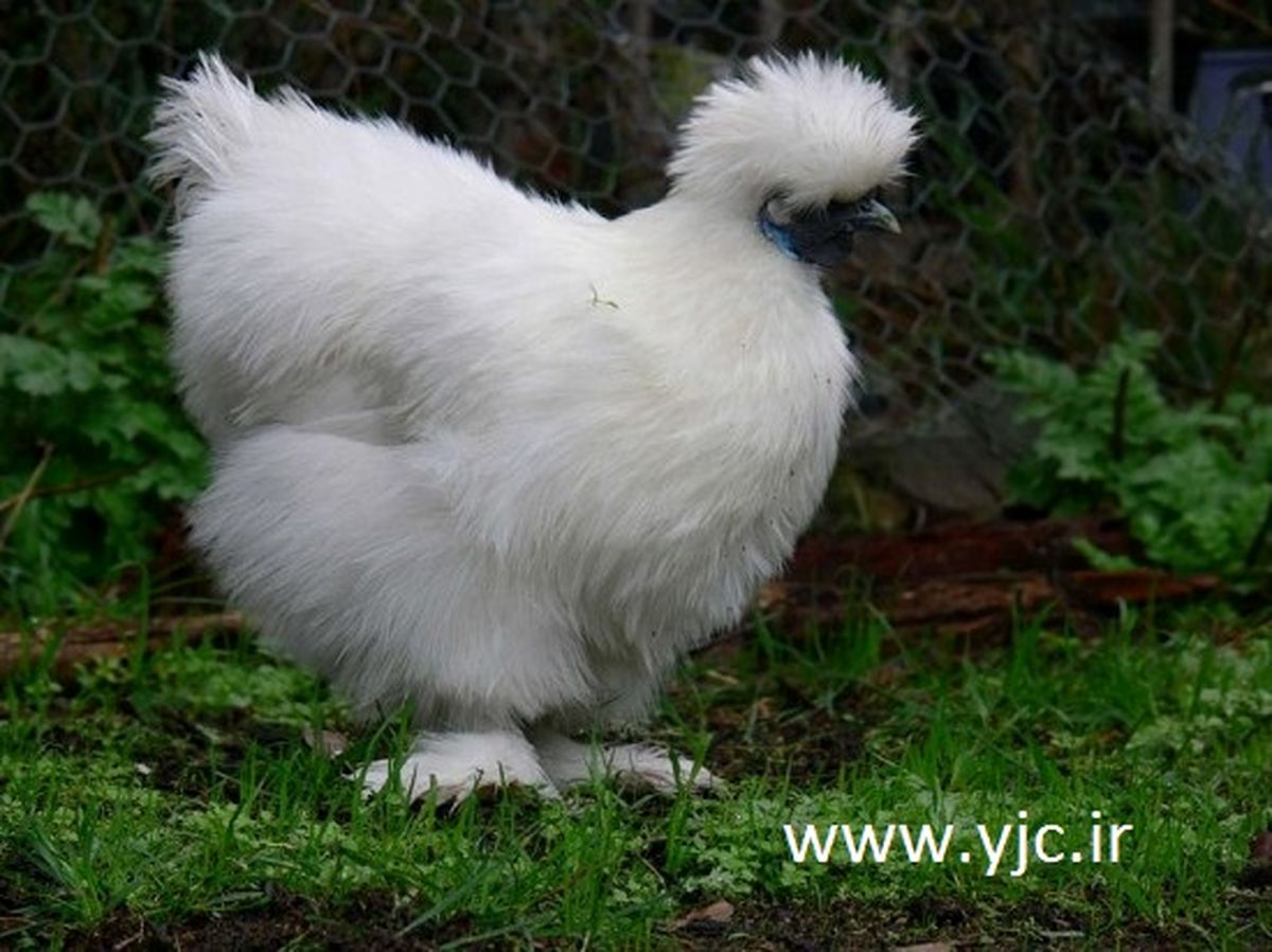 مرغ‌هایی با گوشت سیاه/تصاویر