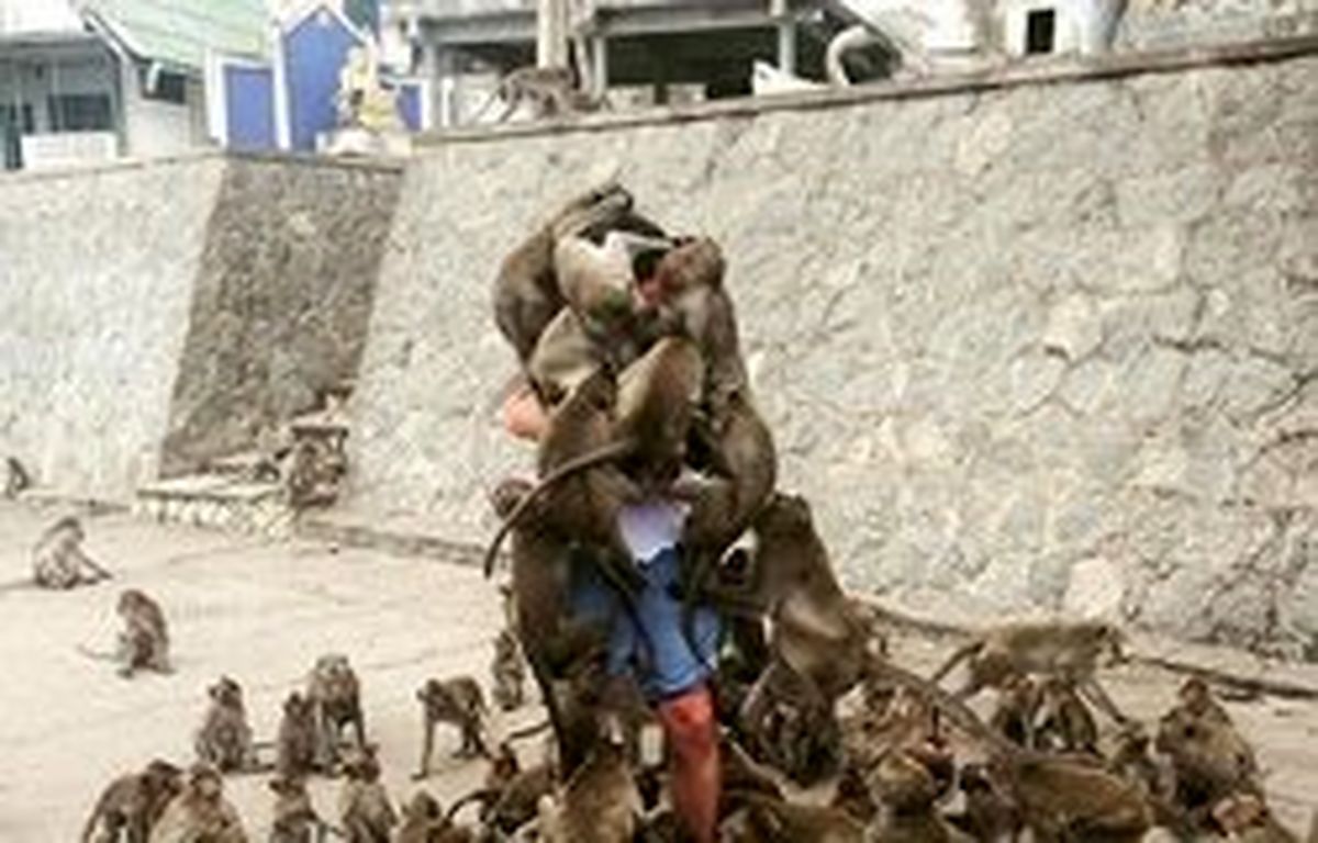 پذیرایی متفاوت میمون‌ها از یک توریست! +عکس