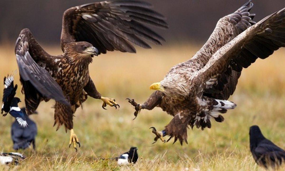 جنگ عقابها/عکس