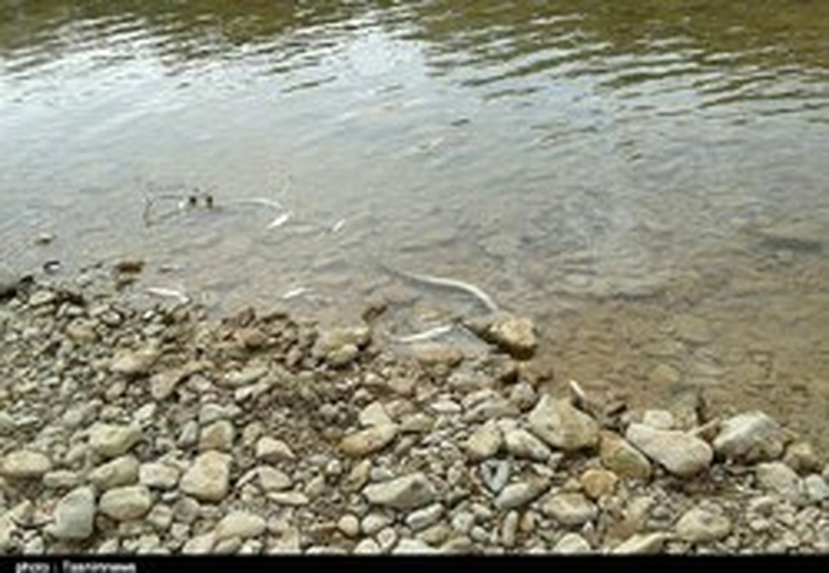 آبزیان رودخانه «چولهول» پلدختر تلف شدند! +تصاویر