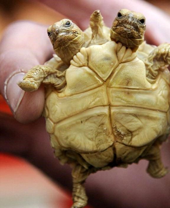 عکس: لاک پشت دوسر آفریقایی