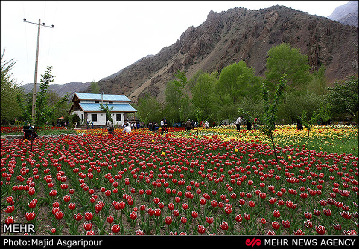جشنواره لاله های گچسر/تصاویر