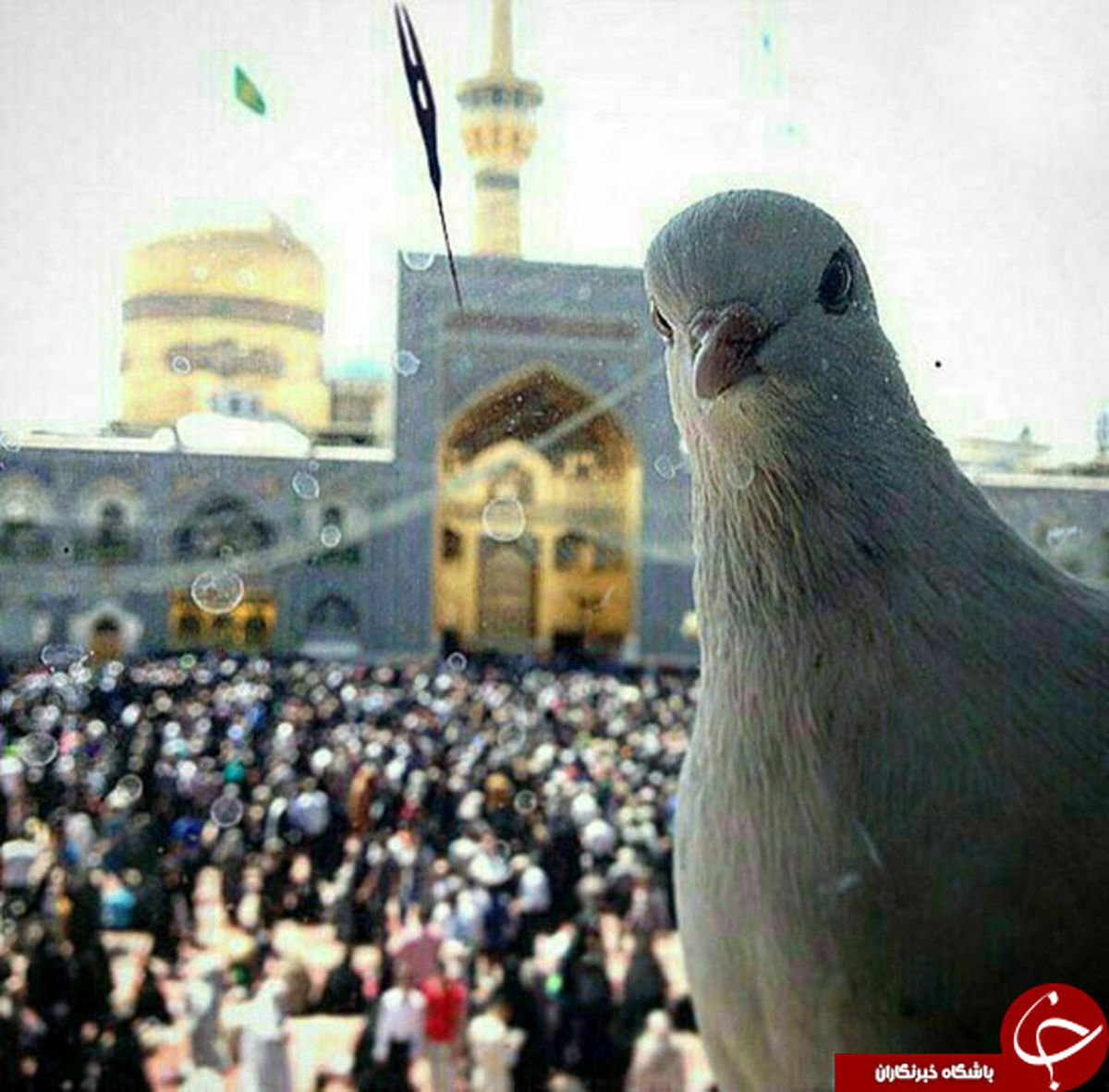 عکس سلفی کبوتر زیبای حرم امام رضا(ع)