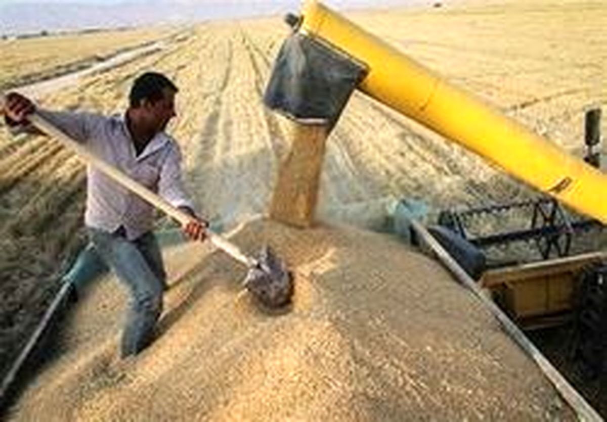 بهانه جدید واردکنندگان برای واردات گندم