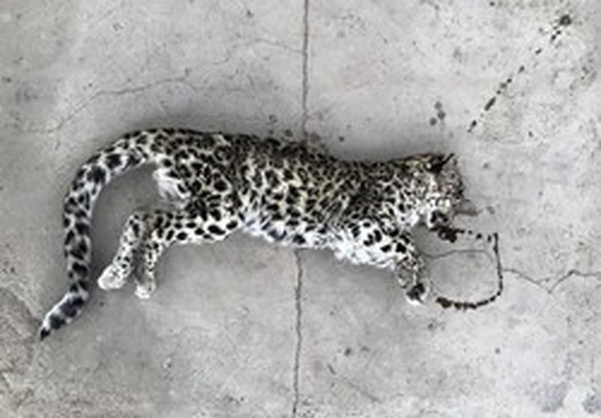 کشف لاشه توله پلنگ سفیدکوه سمنان