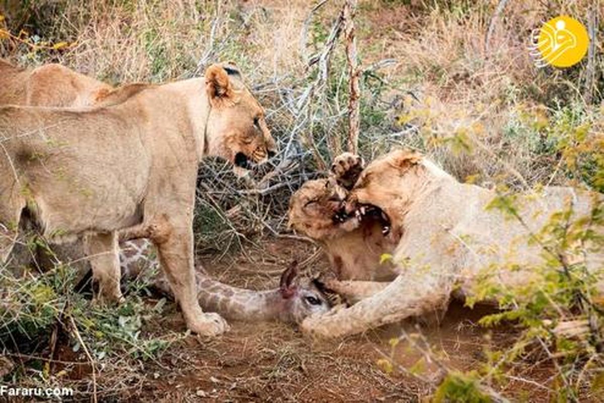 تصاویر: بازی ۵ شیر گرسنه با بچه زرافه قبل از خوردنش!