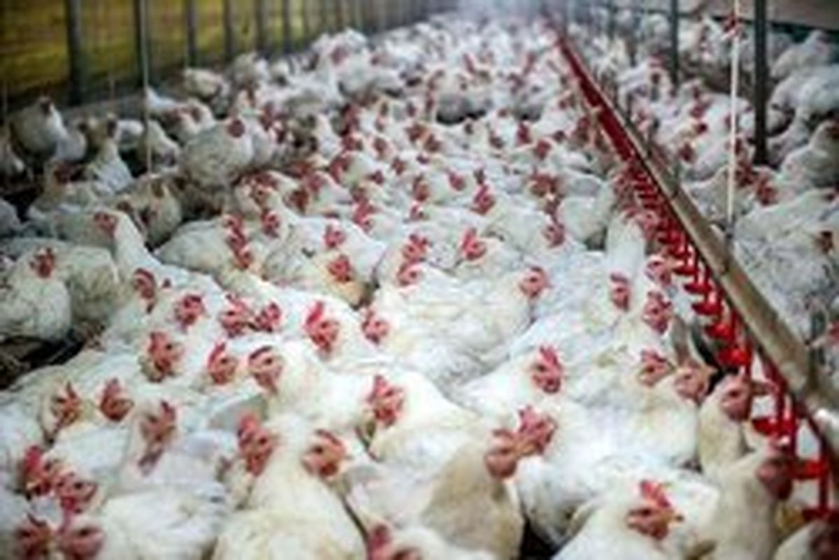 آنفلوانزای فوق حاد پرندگان در کشور تحت کنترل است