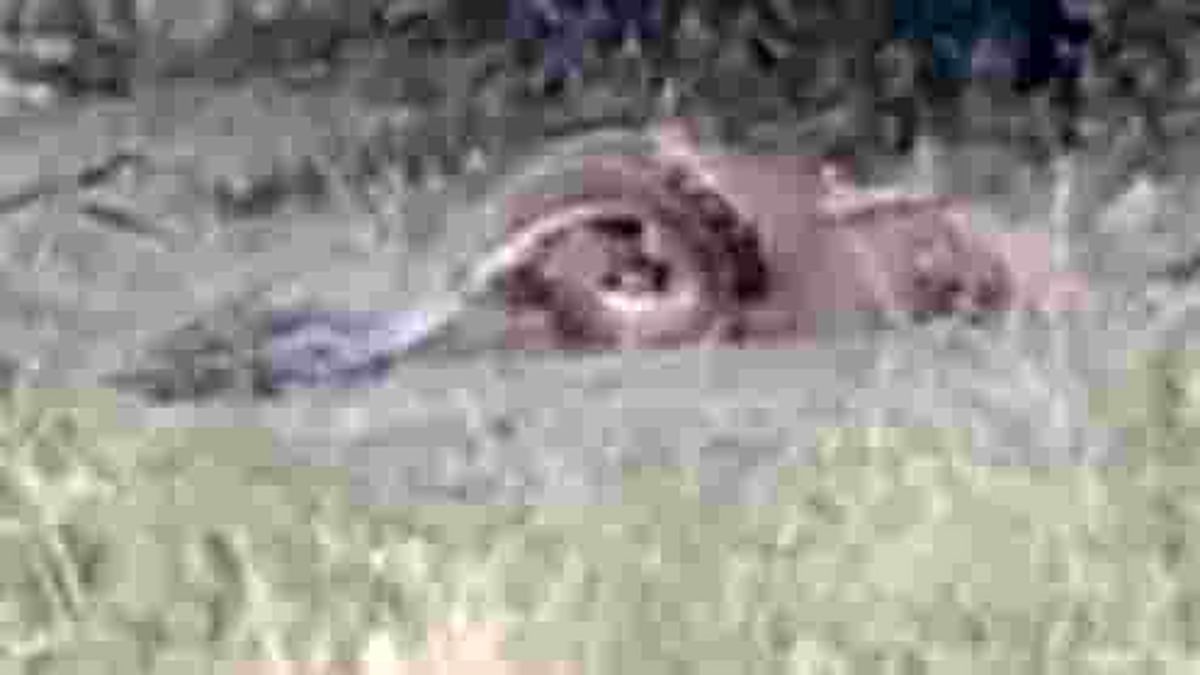 نبرد مرگبار پیتون غول پیکر با پلنگ! +فیلم