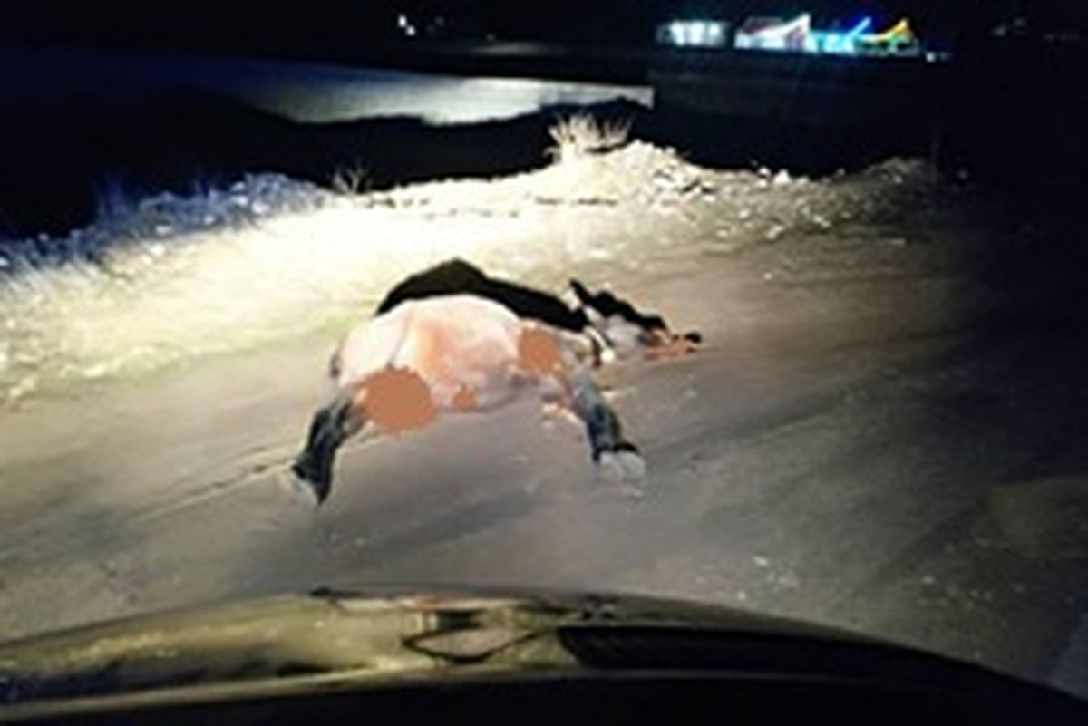 برخورد خونین پراید با اسب در یاسوج +عکس