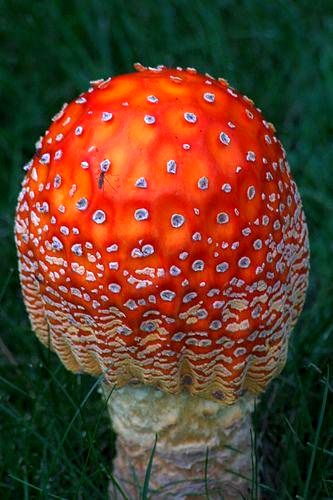 تصاویر: عجیب‌ترین و زیباترین قارچ‌های دنیا