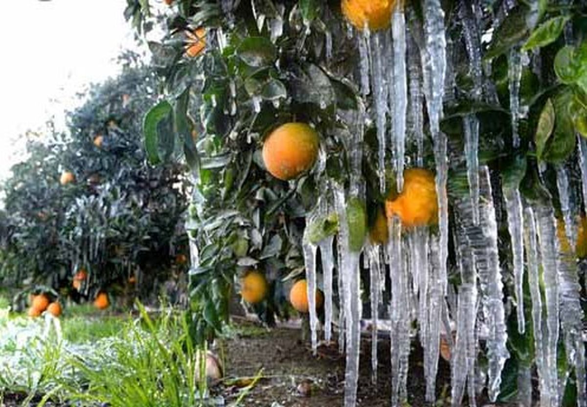 سرمای هوا در بلگراد/عکس
