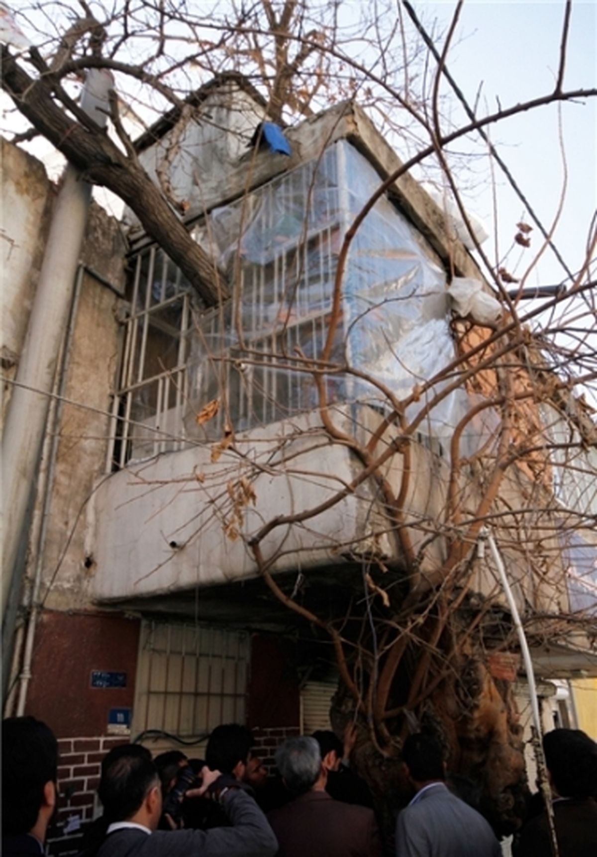 درخت کهنسال لویزان در بالکن