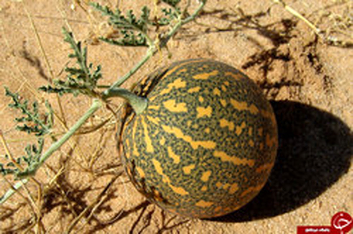 حنظل چیست؟ +خواص و عوارض مصرف