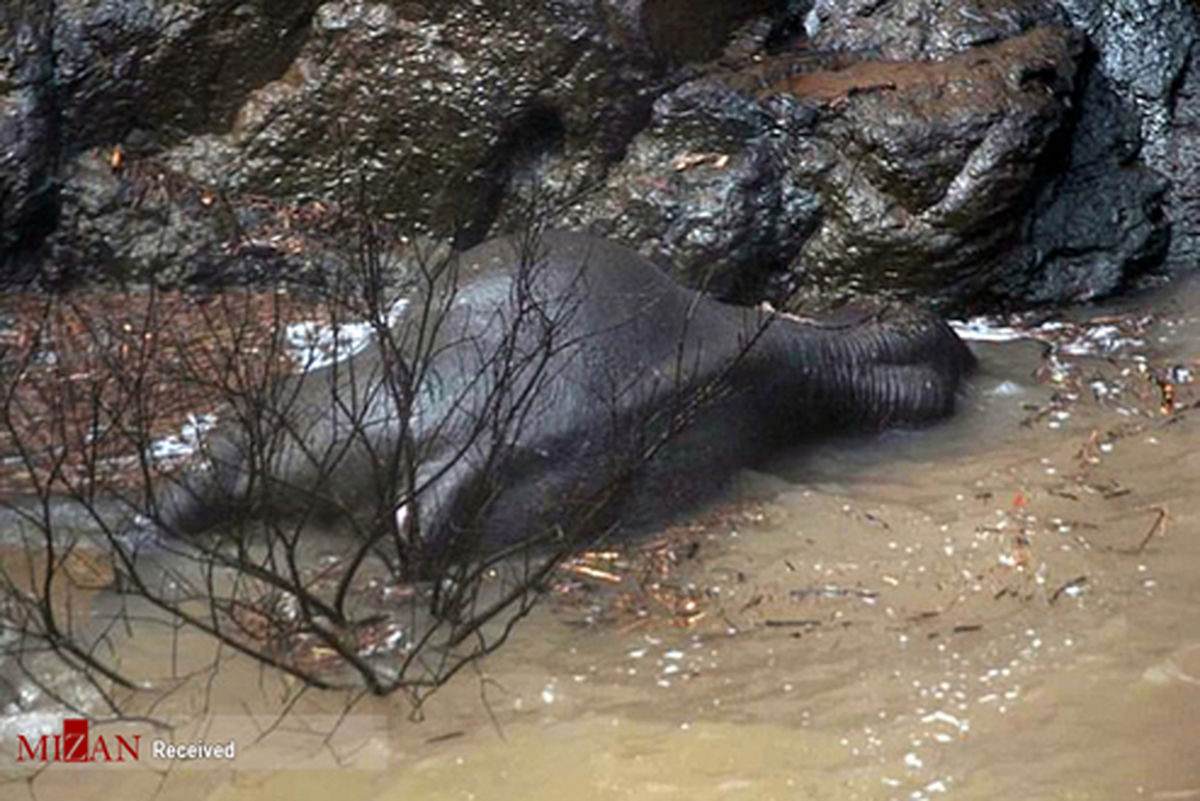 تصاویر: مرگ شش فیل بر اثر سقوط از یک آبشار