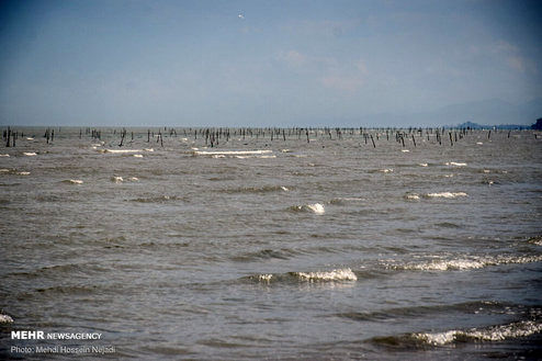 تصاویر: تورهای غیرمجاز ماهیگیری بلای جان ساحل آستارا