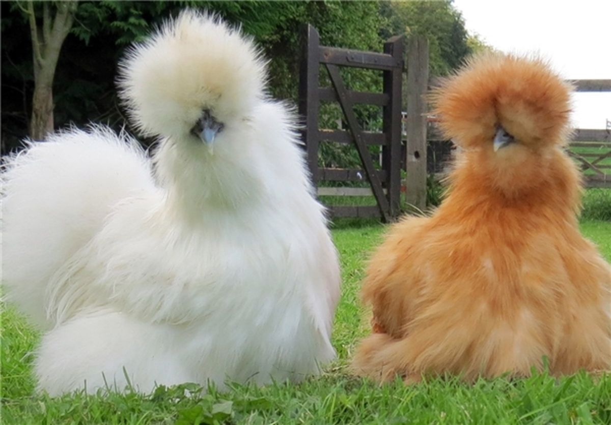 مرغ‌های ابریشمی چینی/عکس